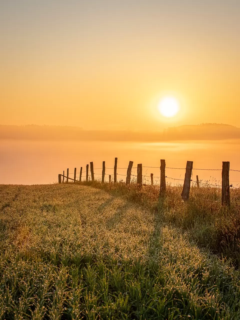 sunset, field, fence, demarcation, grass, grassland, single tree, sundown, dusk, twilight, setting sun, sky, nature, fog, landscape, clouds, meadow, horizon, sunlight, light, sun, sunset, field, fence, fence, fence, sky, nature, light, sun, sun, sun, sun, sun